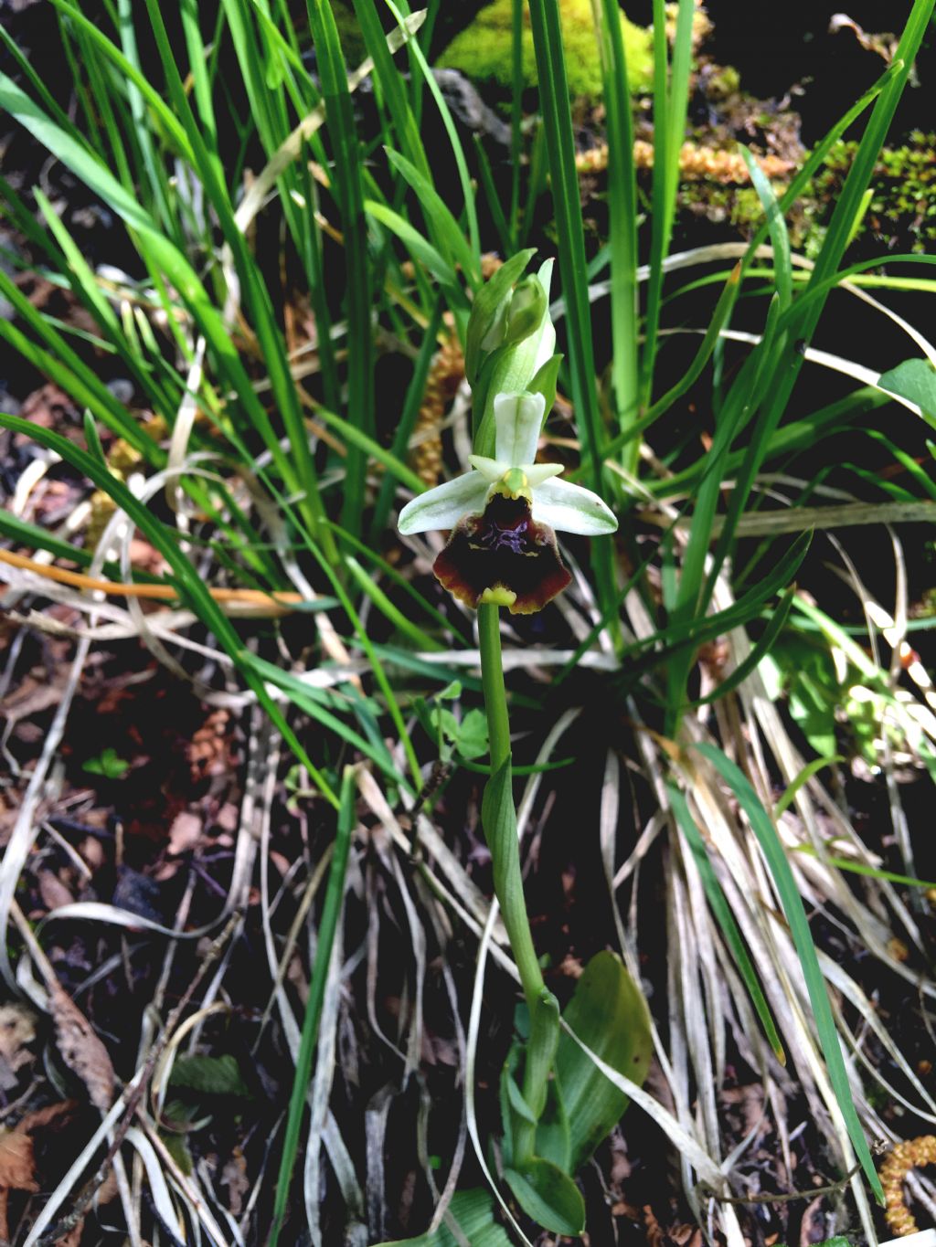 orchis crabronifera??? no, Ophrys holosericea